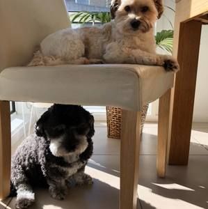 Meet your Posher, Curie